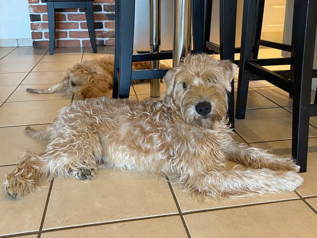 Irsk softcoated wheaten terrier