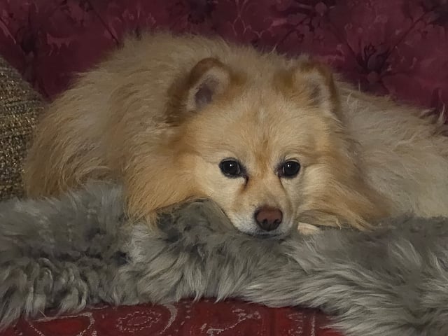 German Spitz – Mittelspitz · Luleå · Dålakungens kennel