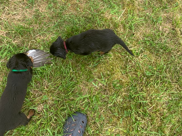 Gordon setter