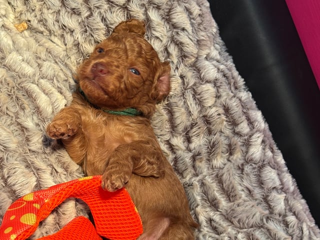 Medium Poodle · Grythyttan · Isadoras Pudel och Cockerpoo