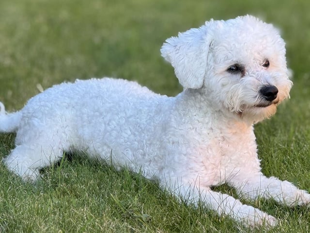 Bichon frisé