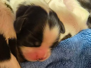 Shih Tzu · København Ø · Lisbeth J.