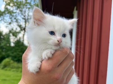 Ragdoll · Borås · Bellas