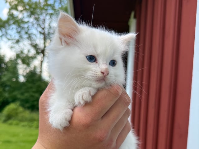 Ragdoll · Borås · Bella O.