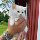 Ragdoll