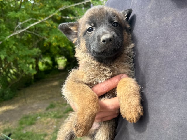 Belgisk hyrdehund – malinois