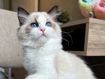 Ragdoll · Örkelljunga · Susanne G.