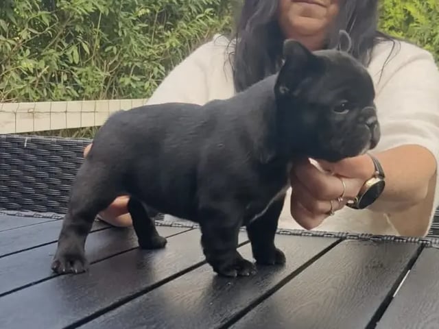 Fransk bulldog