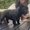 Fransk bulldog
