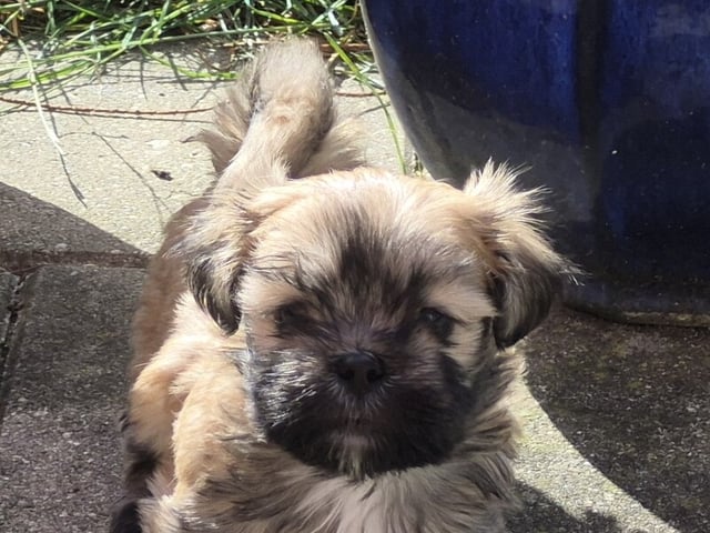 Lhasa apso