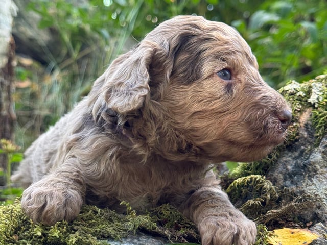 Puppy: Jerry