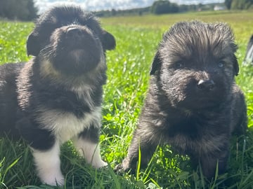 Siberian Husky · Stehag · Millie o Milo kennel