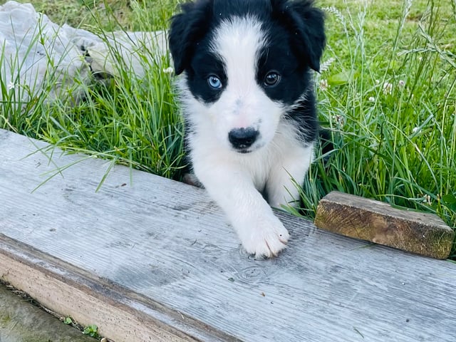 Border Collie