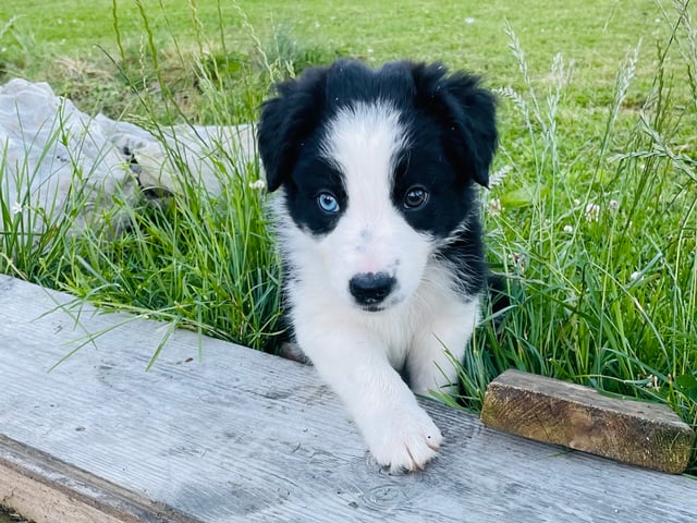 Border collie