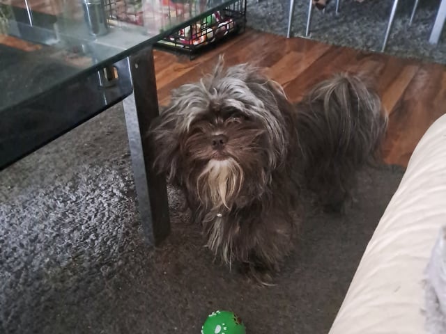 Hund: Hannhund 2