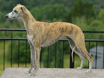 OakLight Whippets