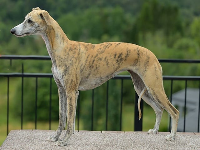 Whippet Valper ventes