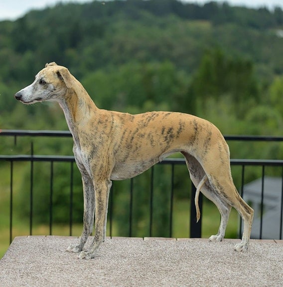 OakLight Whippets