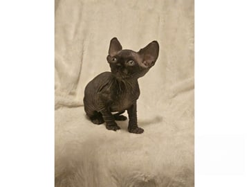 Sphynx · Hudiksvall · SE*Joy Fable