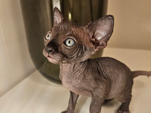 kitten: Smokey Loui