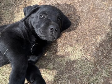Labrador retriever · Huddinge · Tony J.