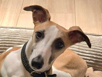 Whippet · Oslo · Lill Tonje Johansen Ristvedt