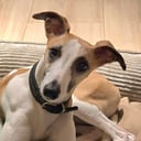 Whippet
