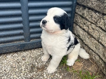 Elvis