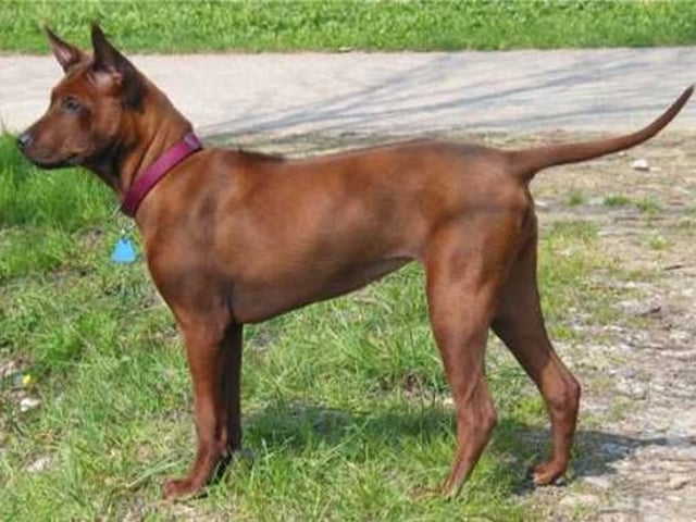 Thai ridgeback dog