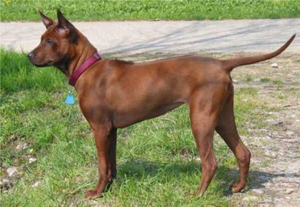 Thai ridgeback dog