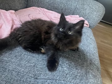 Maine Coon · Jönåker · Malin A.