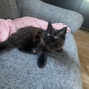 Maine Coon