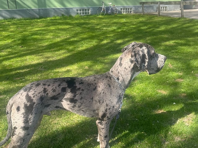 Great Dane (Grand danois)