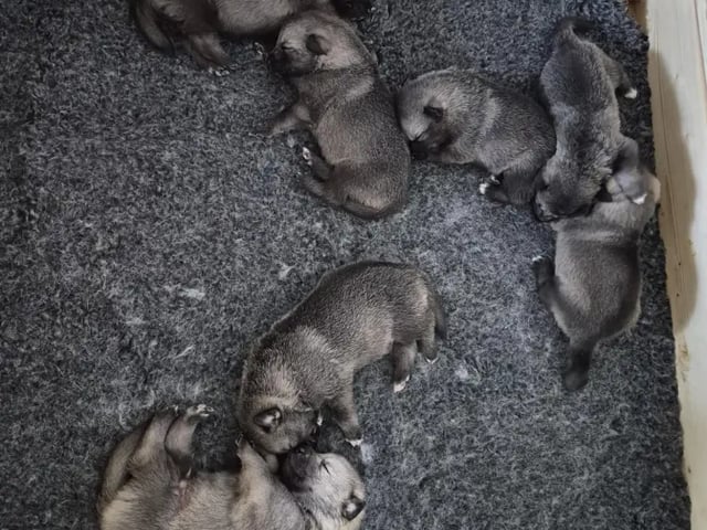 Jämthund
