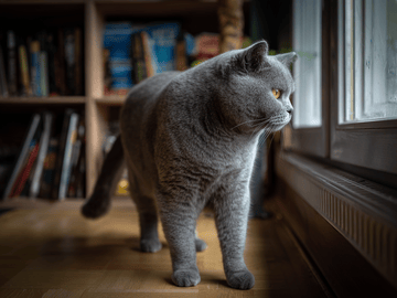 British Shorthair