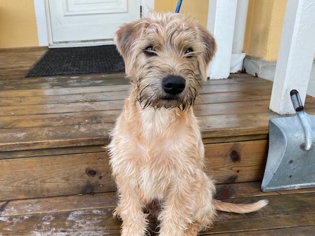 Irsk softcoated wheaten terrier