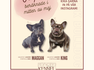 Rosa’s kennel