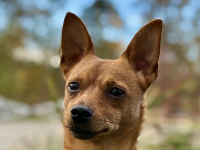 Portuguese Podengo Pequeno · Tjodalyng · Lulubelle