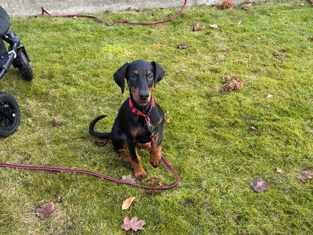 Dobermann