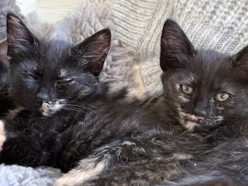 Blandras långhåriga main Coon Norskskogskatt  korthåriga bondkatt Norskskogskatt · Solna · Victoria A.