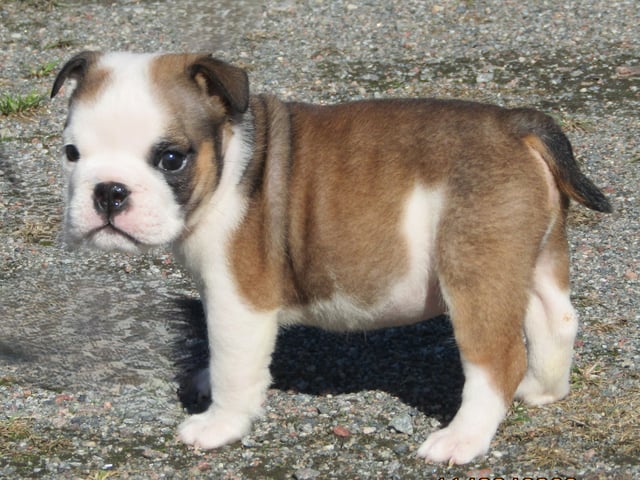 Engelsk bulldog
