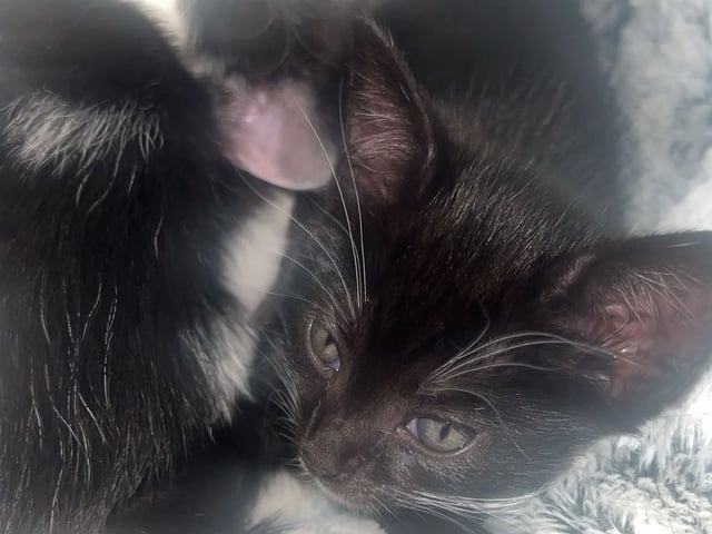 Kattunge: Hona 3