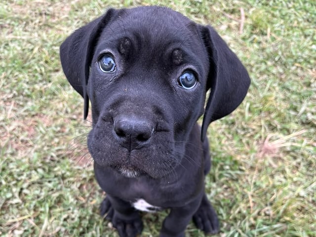 valp: Skye