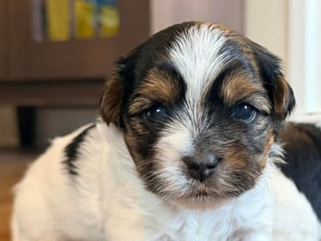 Biewer terrier · Köpingebro · Anna S.