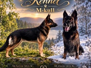 Schæferhund · Liden · Snömarkens