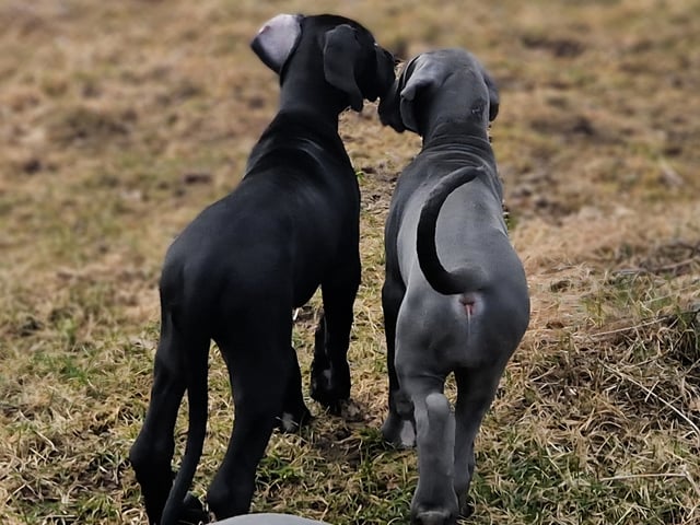 Great Dane (Grand danois)