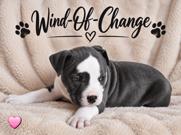 American Staffordshire Terrier · Härryda · Beatrice Svensson