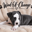 American staffordshire terrier