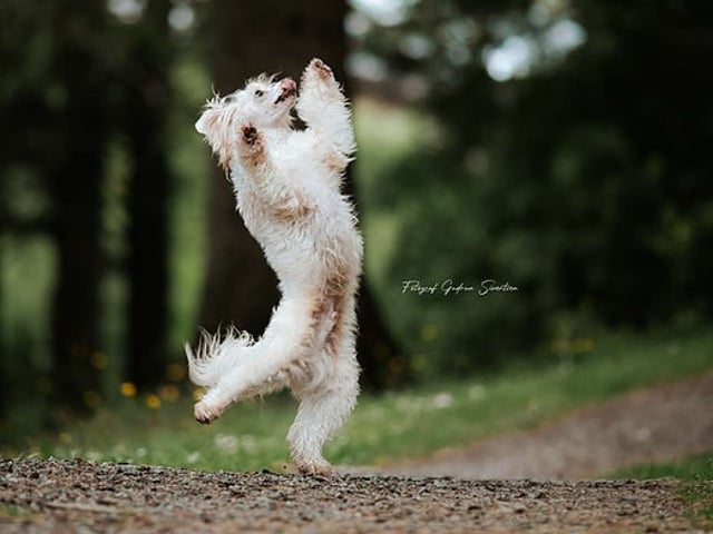 Chinese crested dog