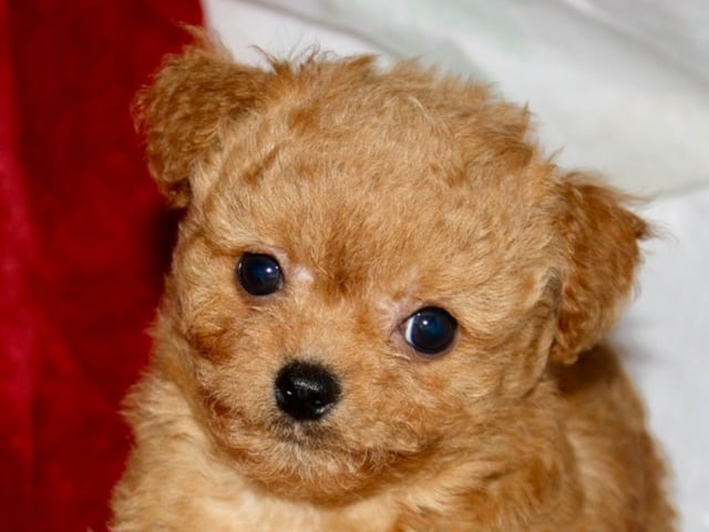 Puppy: Otto